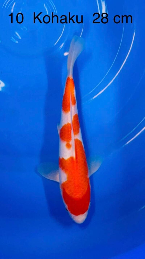 Kohaku.  Odakan
