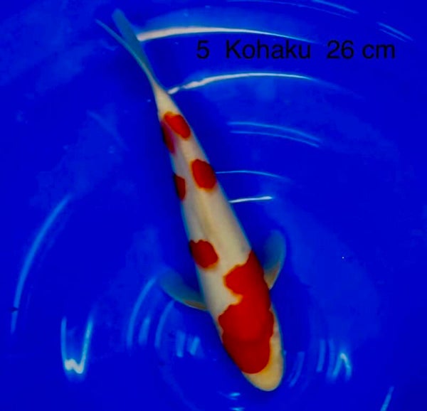 Kohaku Odakan tosai