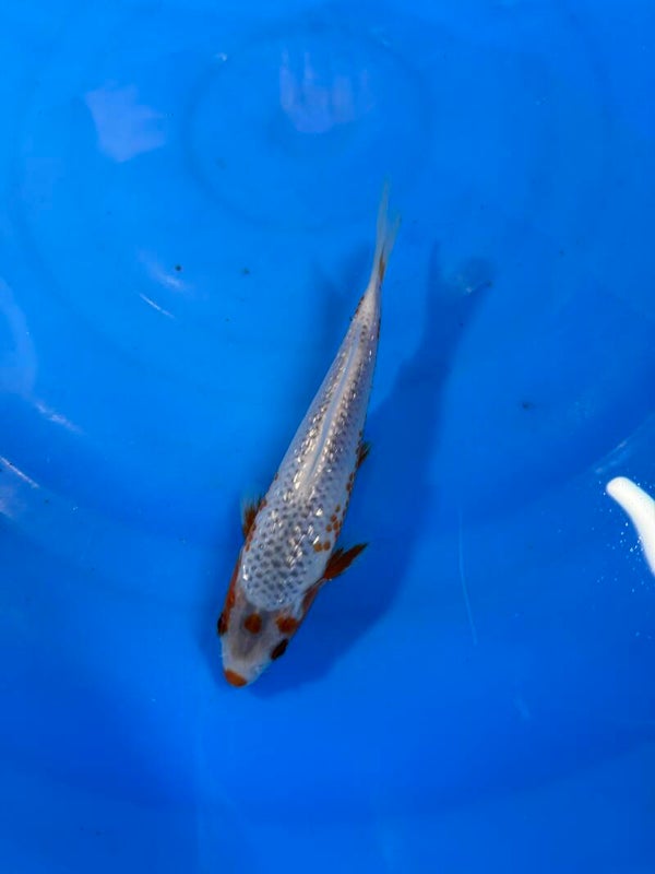 Tosai Tancho Ginrin Asagi 19 cm verkocht