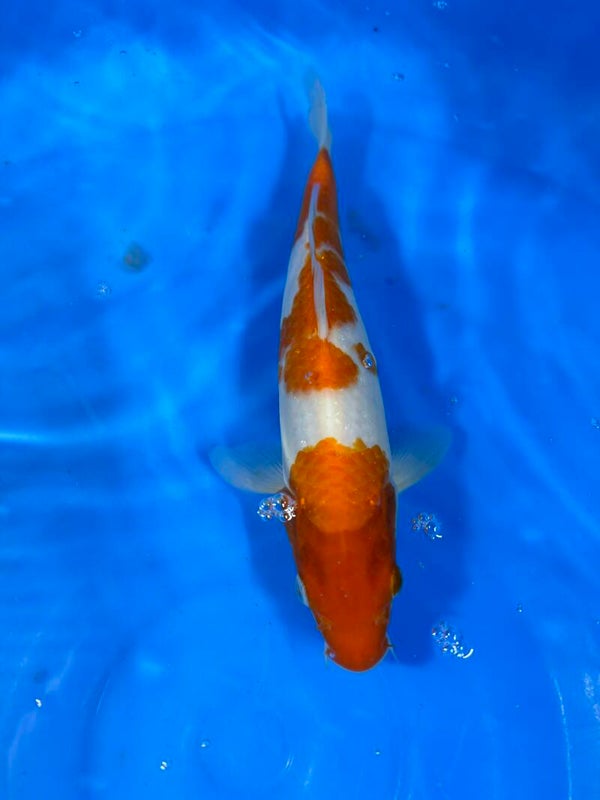 Tosai Kohaku 26 cm