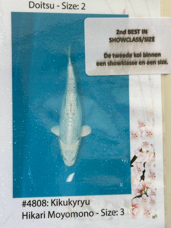 Tosai Kikokuryu  VERKOCHT