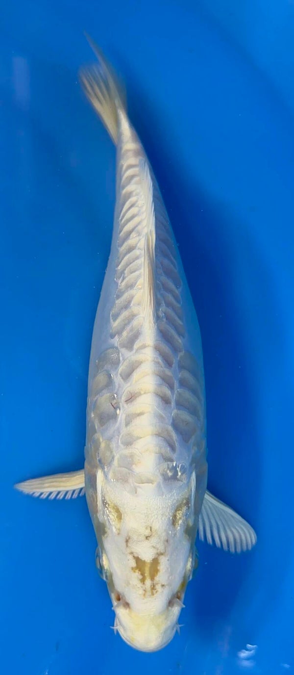 Tosai Aragoke Mukashi 22 cm