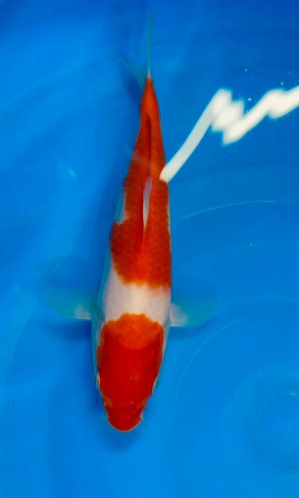 Tosai Kohaku 21 cm