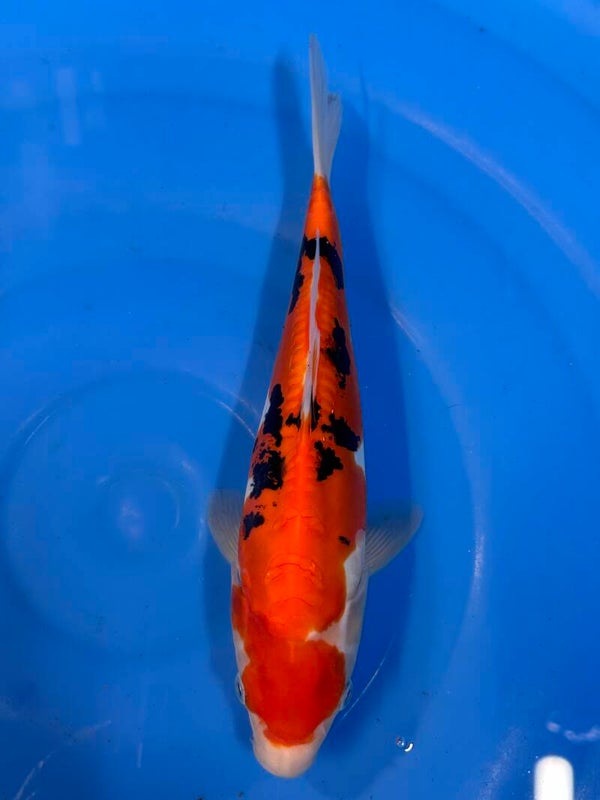 Tosai Doitsu Sanke 29 cm verkocht