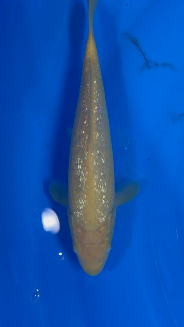 Ginrin Karashi 23 cm verkocht