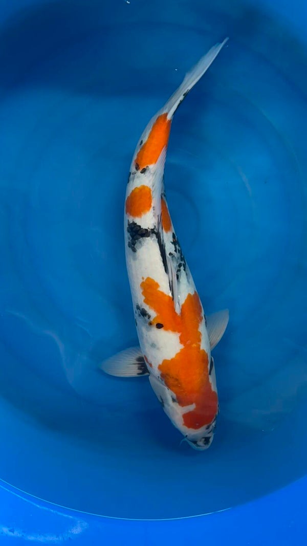 Kindai showa 59 cm nisai