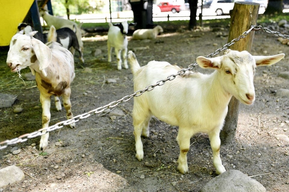 Image of young goats at a petting zoo