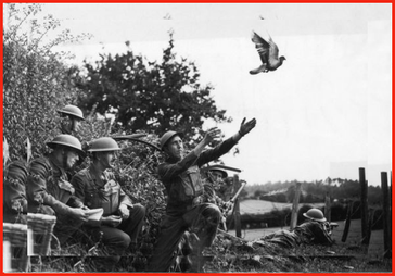 Brieftauben im Krieg