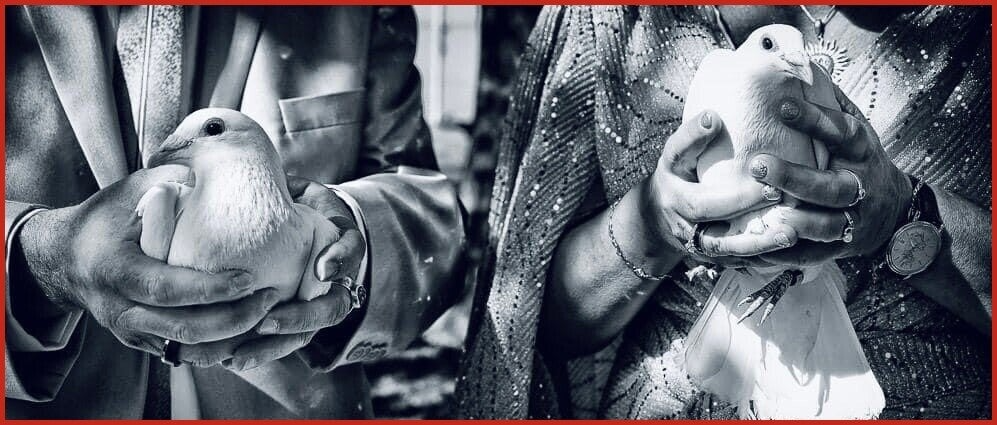 Hochzeitstaube / hochzeitstauben in der Hand