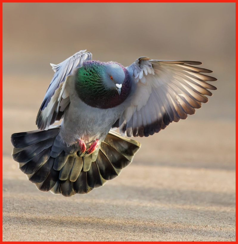 Taube im Anflug Boden