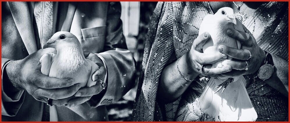 Hochzeitstaube / hochzeitstauben in der Hand