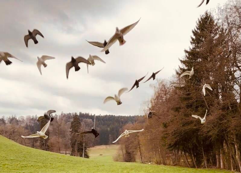 hochzeitstauben.-Brieftauben im flug