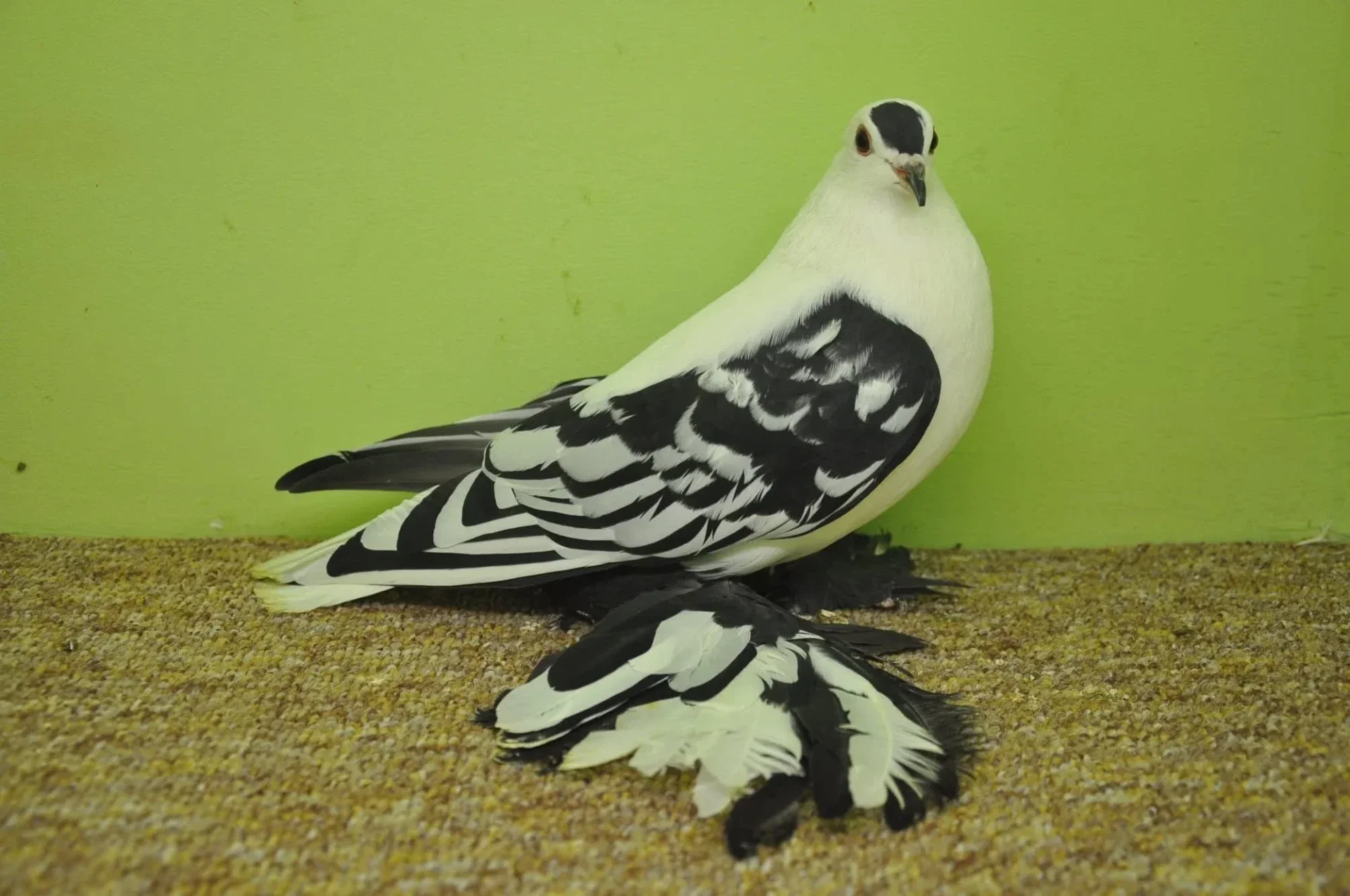 Böhmische Flügelschecke Schwarz