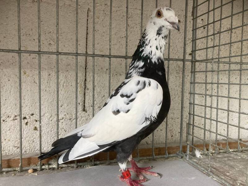 Portrait einer schwarz-weiß gescheckten Brieftaube in der Zuchtzelle – Fokus auf Federqualität und Körperbau.