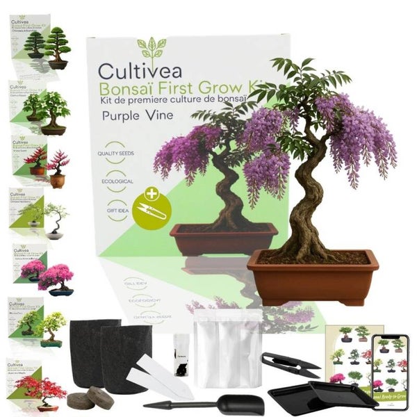 Bonsai kit - First grow bonsai - Purple vine