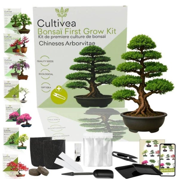 Bonsai kit - First grow bonsai - Arborvitea