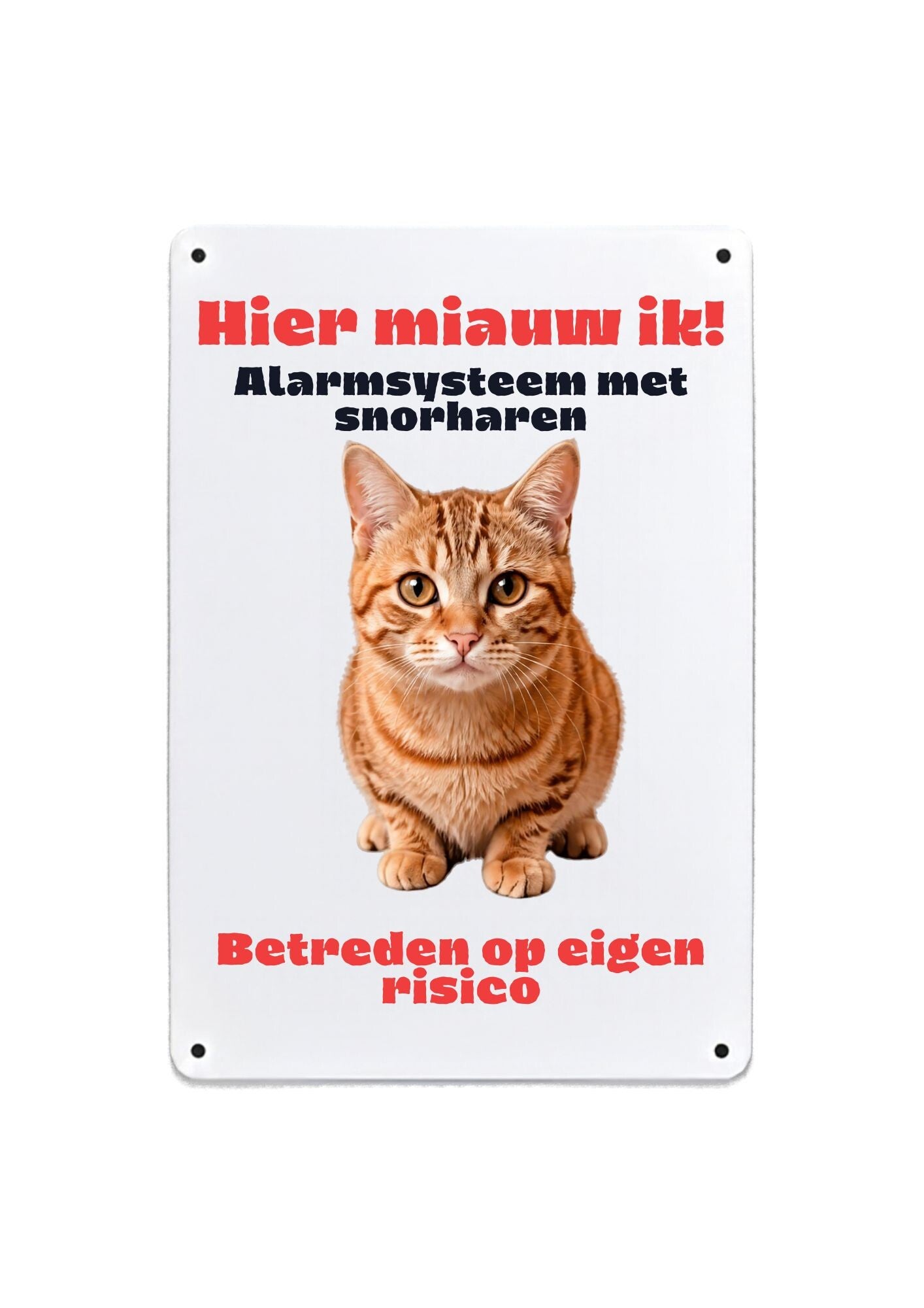 Aluminium Europese korthaar rood - Hier miauw ik - 20x30 cm
