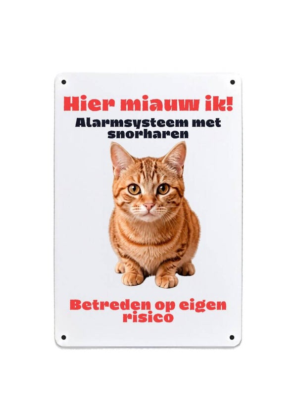 Aluminium Europese korthaar rood - Hier miauw ik - 20x30 cm