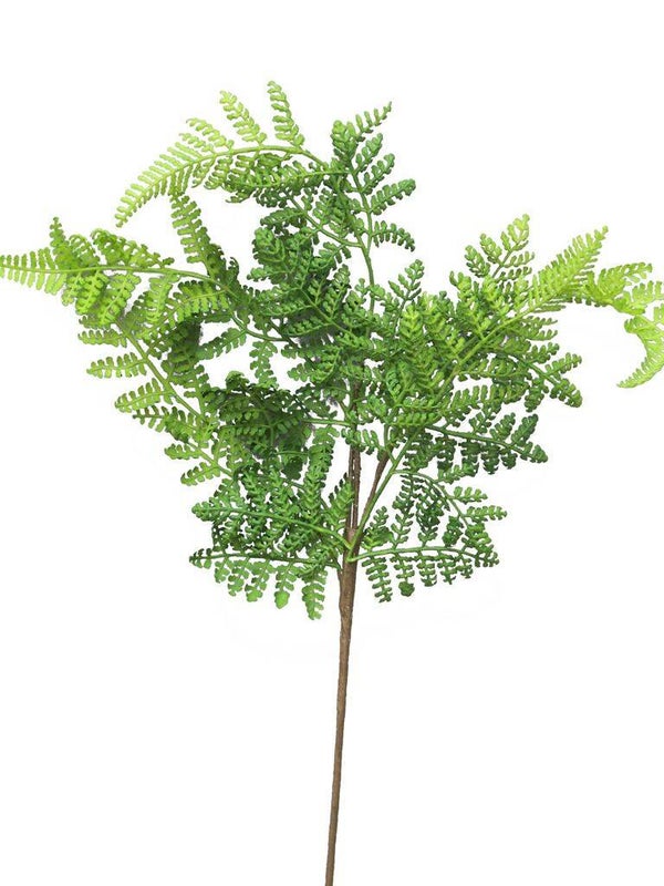 Athyrium Spray Green - 57 cm