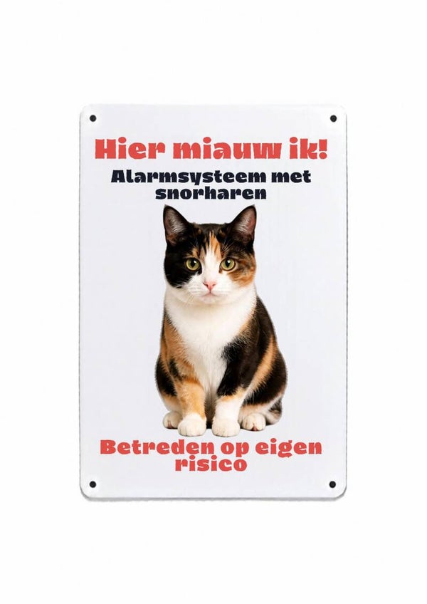 Aluminium Europese korthaar lapje - Hier miauw ik - 20x30 cm