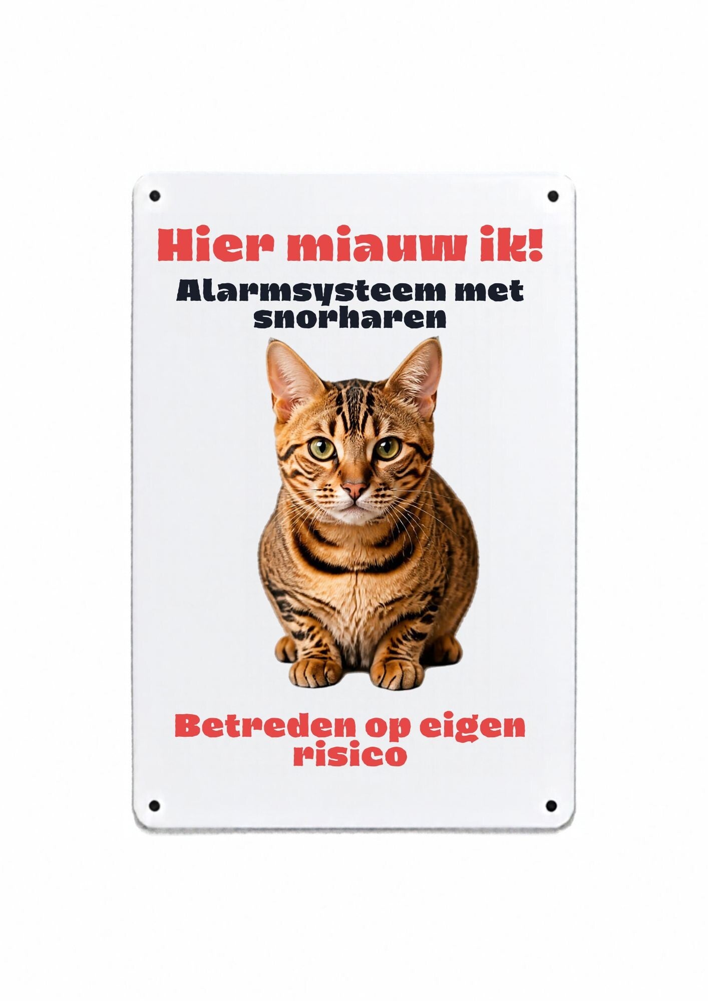 Aluminium Europese korthaar - Hier miauw ik - 20x30 cm