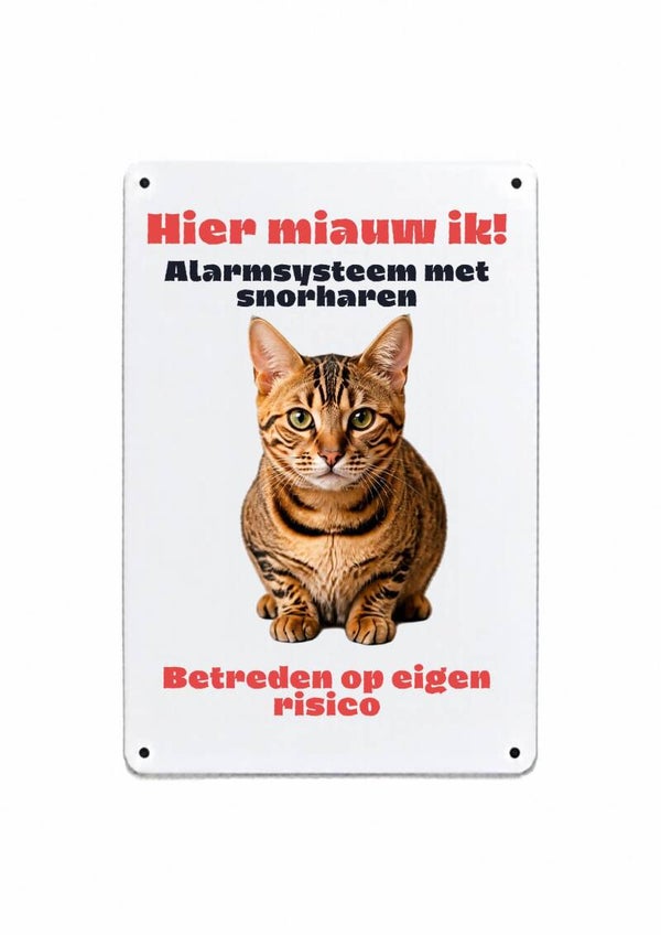 Aluminium Europese korthaar - Hier miauw ik - 20x30 cm