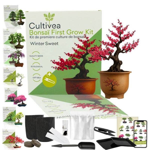 Bonsai kit - First grow bonsai - Winter sweet