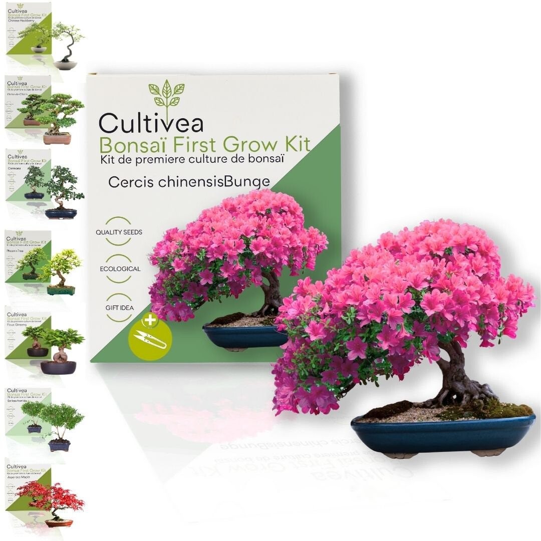 Bonsai kit - First grow bronsai - Cercic Chinensis - Roze
