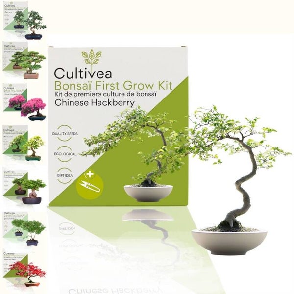 Bonsai kit - First grow bonsai - Hackberry
