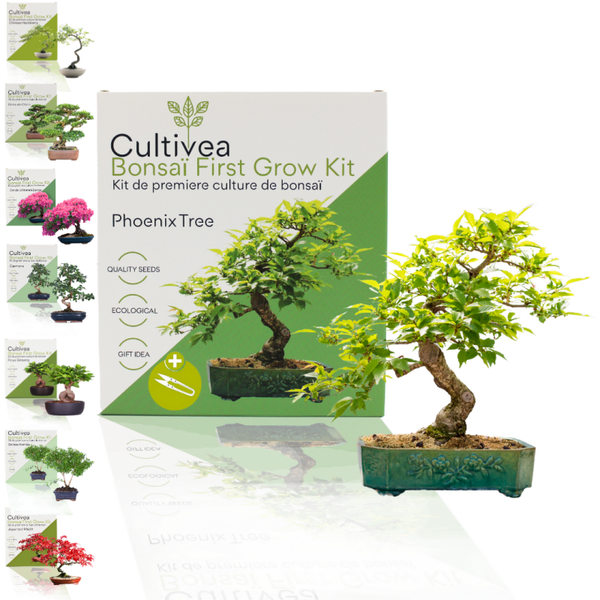 Bonsai kit - First grow bonsai - Phoenix tree