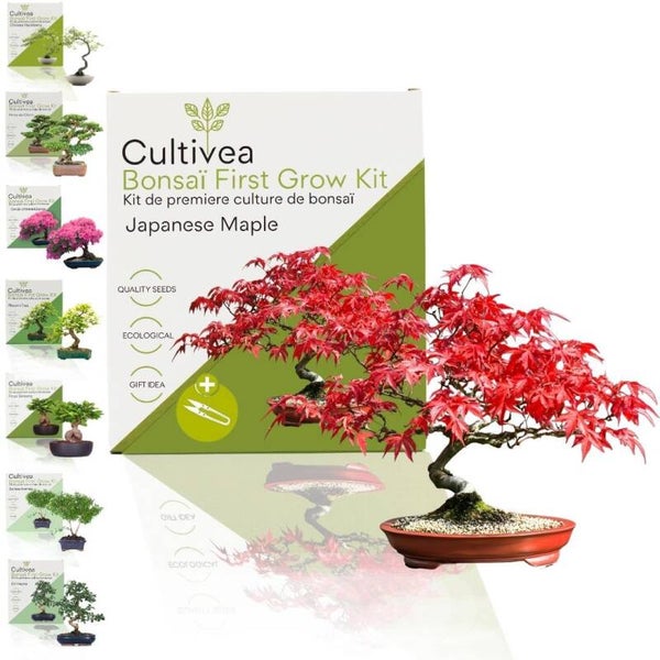 Bonsai kit - First grow bonsai - Japanse esdoorn