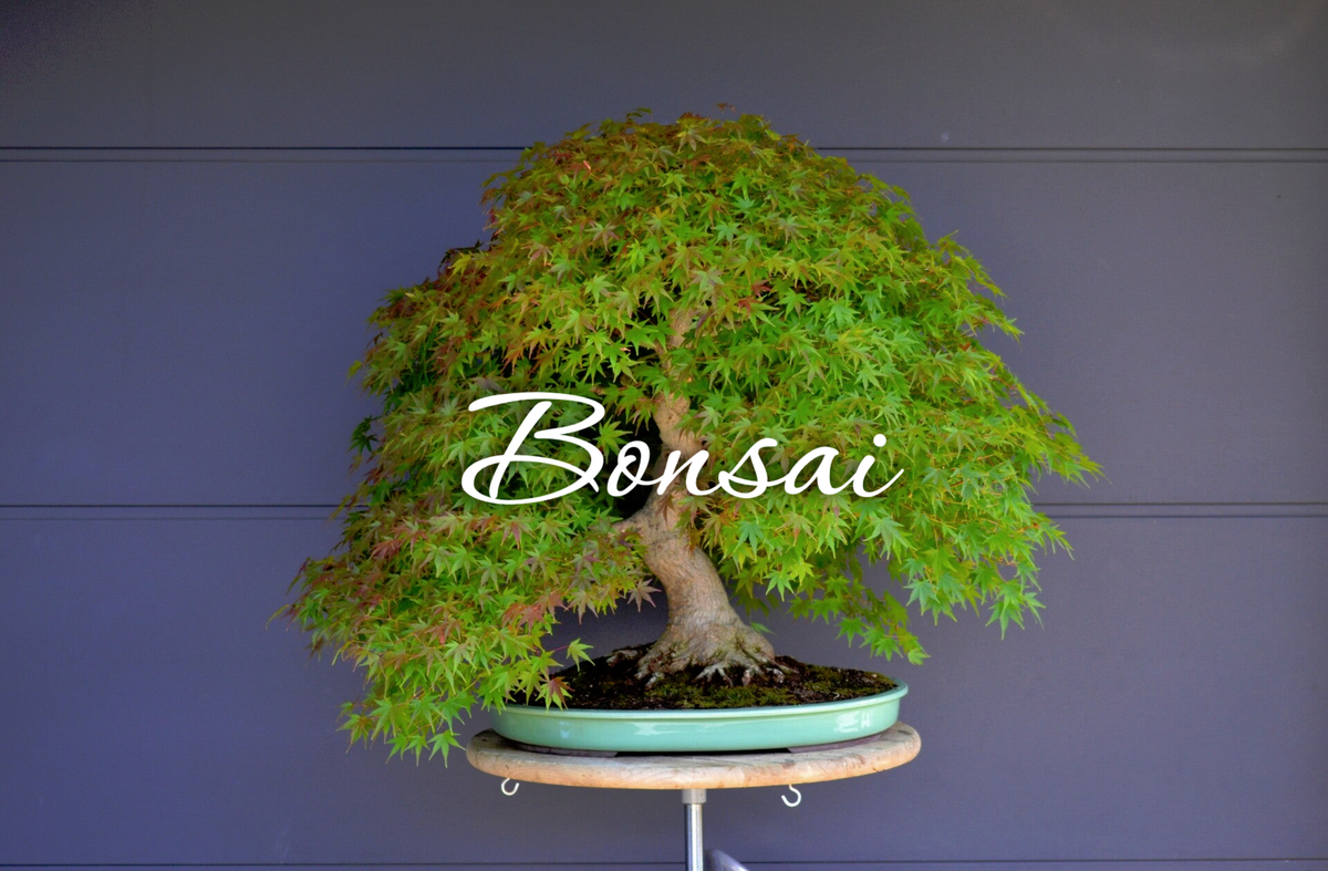 Webshop | shinrai-bonsai.eu