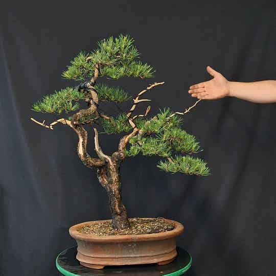 Pinus sylvestris