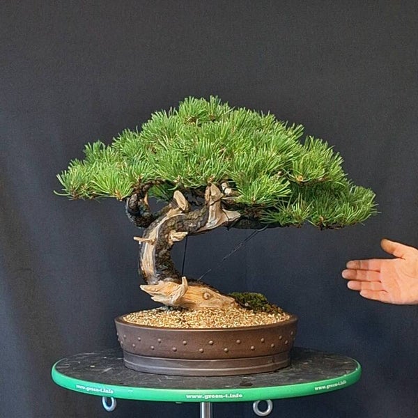 Pinus Mugo