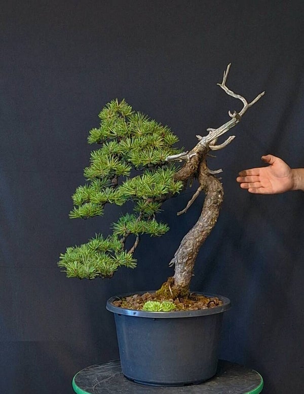 Pinus Mugo