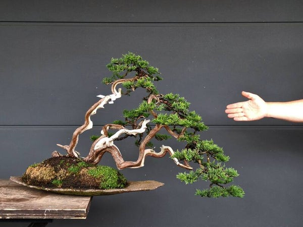 Juniperus Sabina