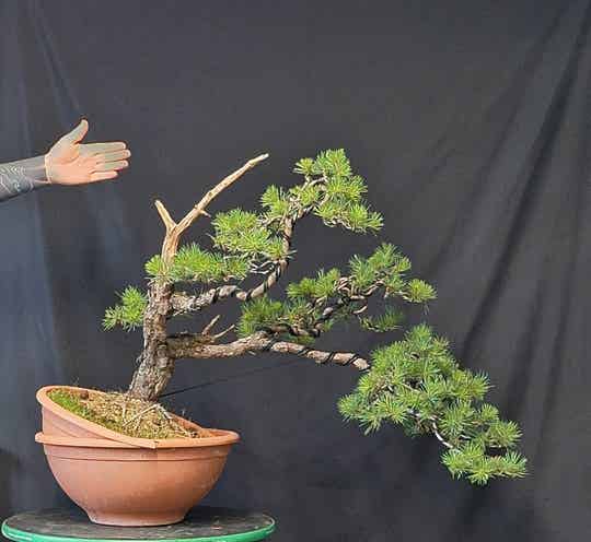 Pinus Sylvestris