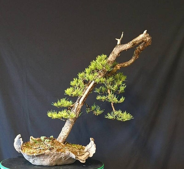 Pinus Sylvestris