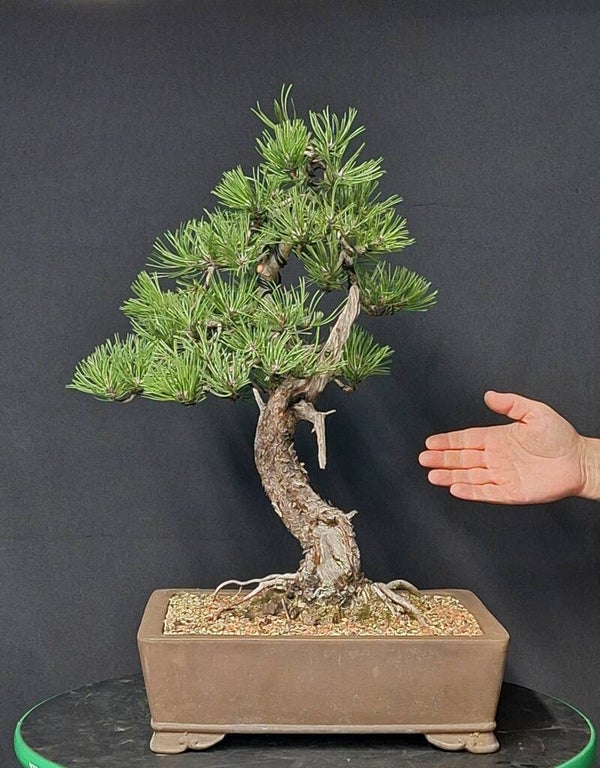 Pinus Mugo