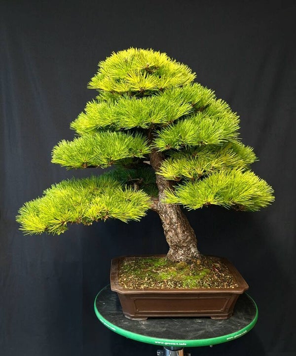 Pinus thunbergii