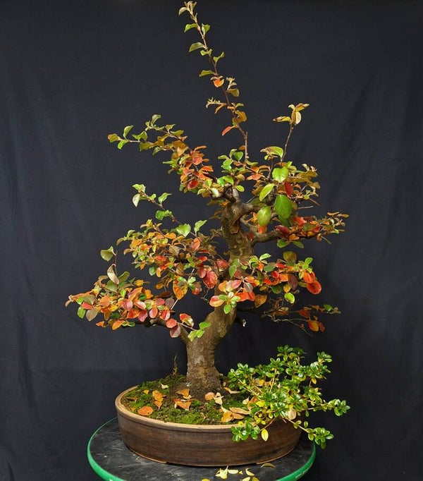 Pseudocydonia sinensis