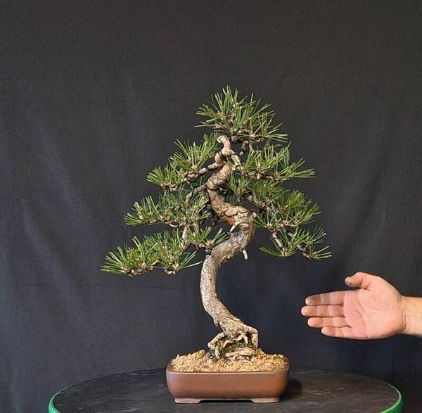 Pinus nigra
