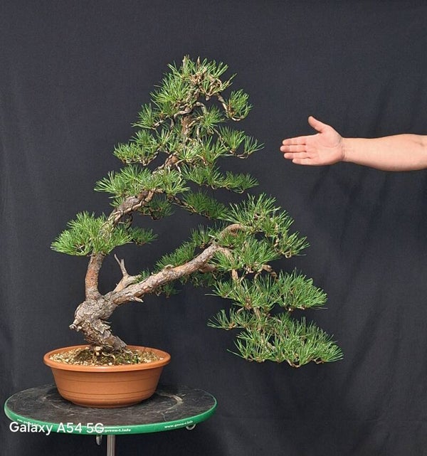 Pinus Sylvestris
