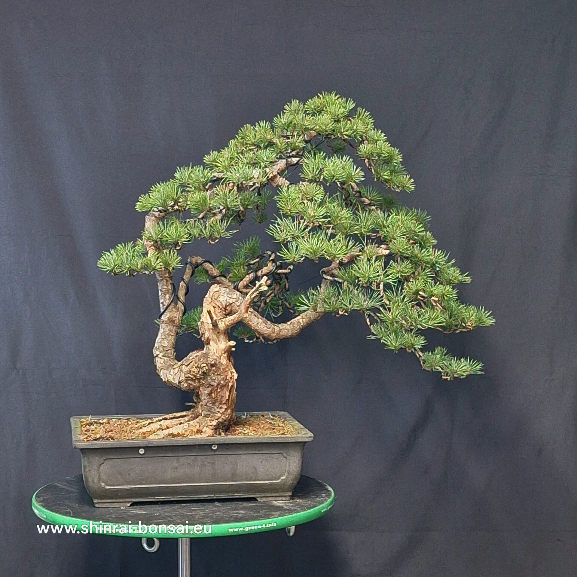 Pinus Sylvestris