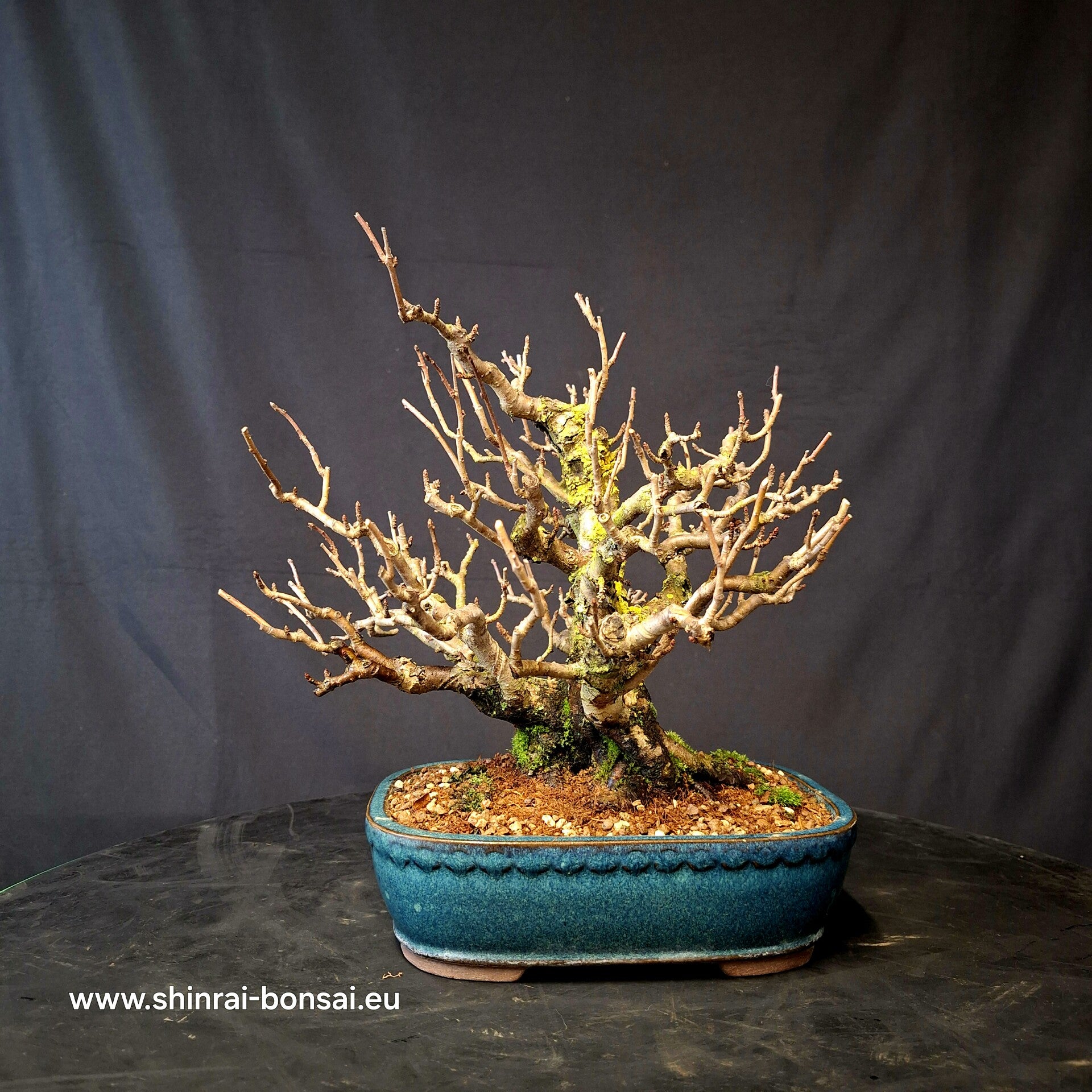 Malus toringo Premium Shohin