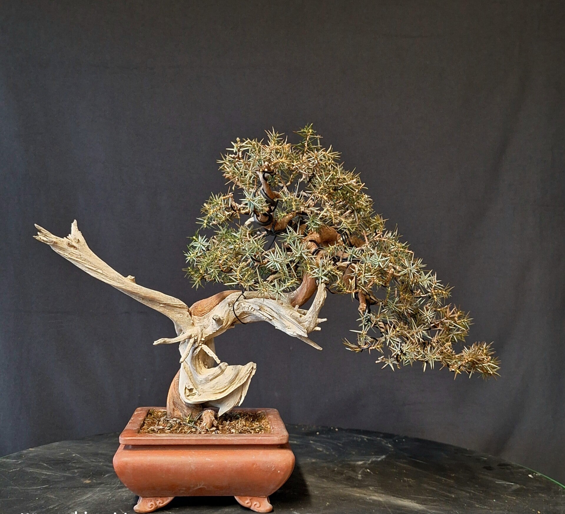 Juniperus communis Shohin