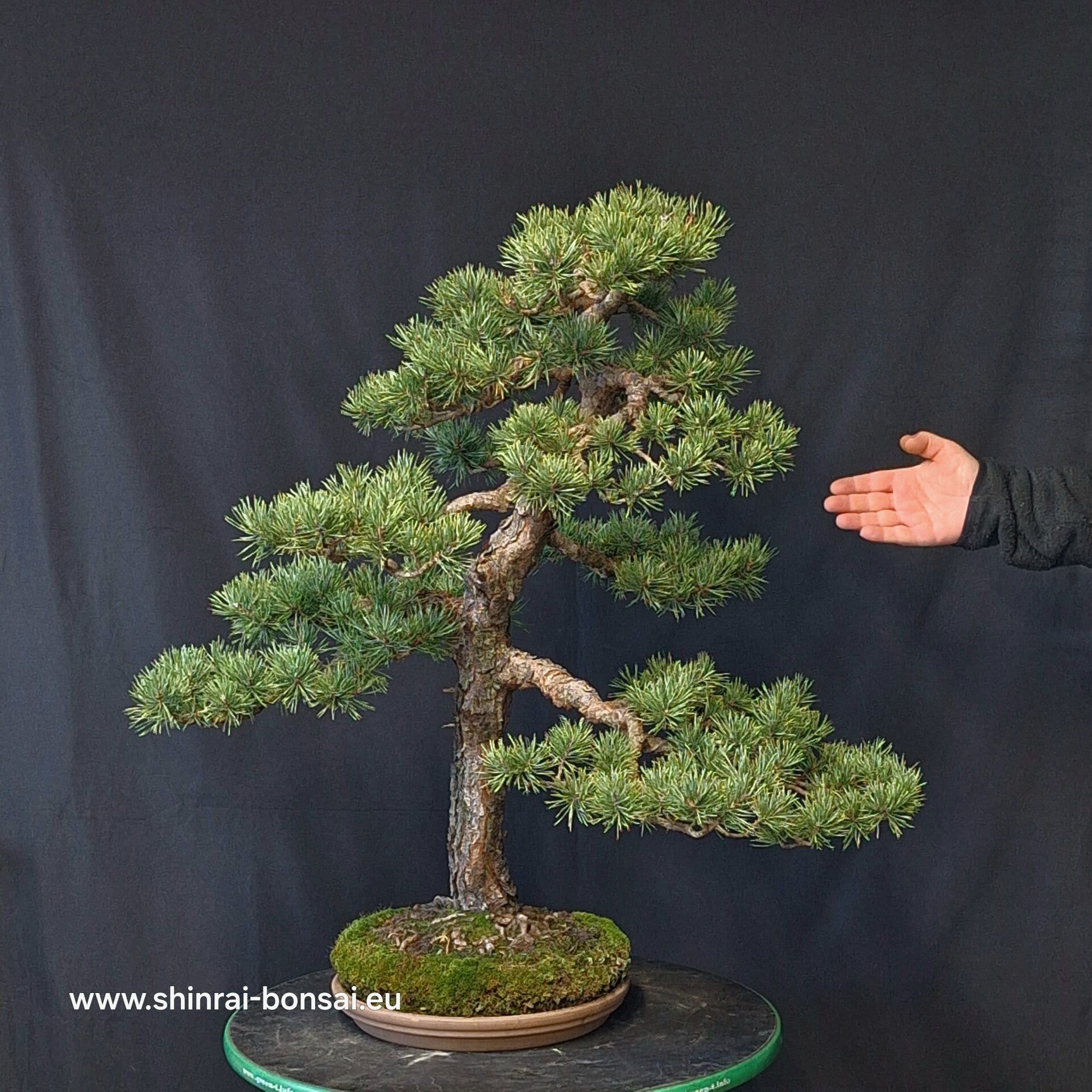 Pinus Sylvestris