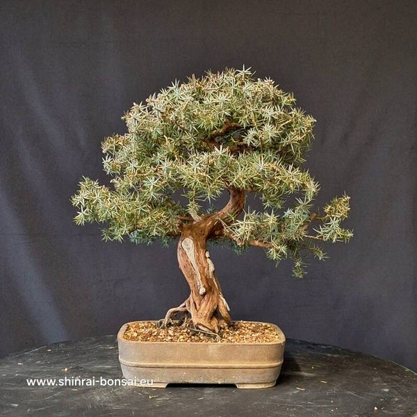 Juniperus rigida