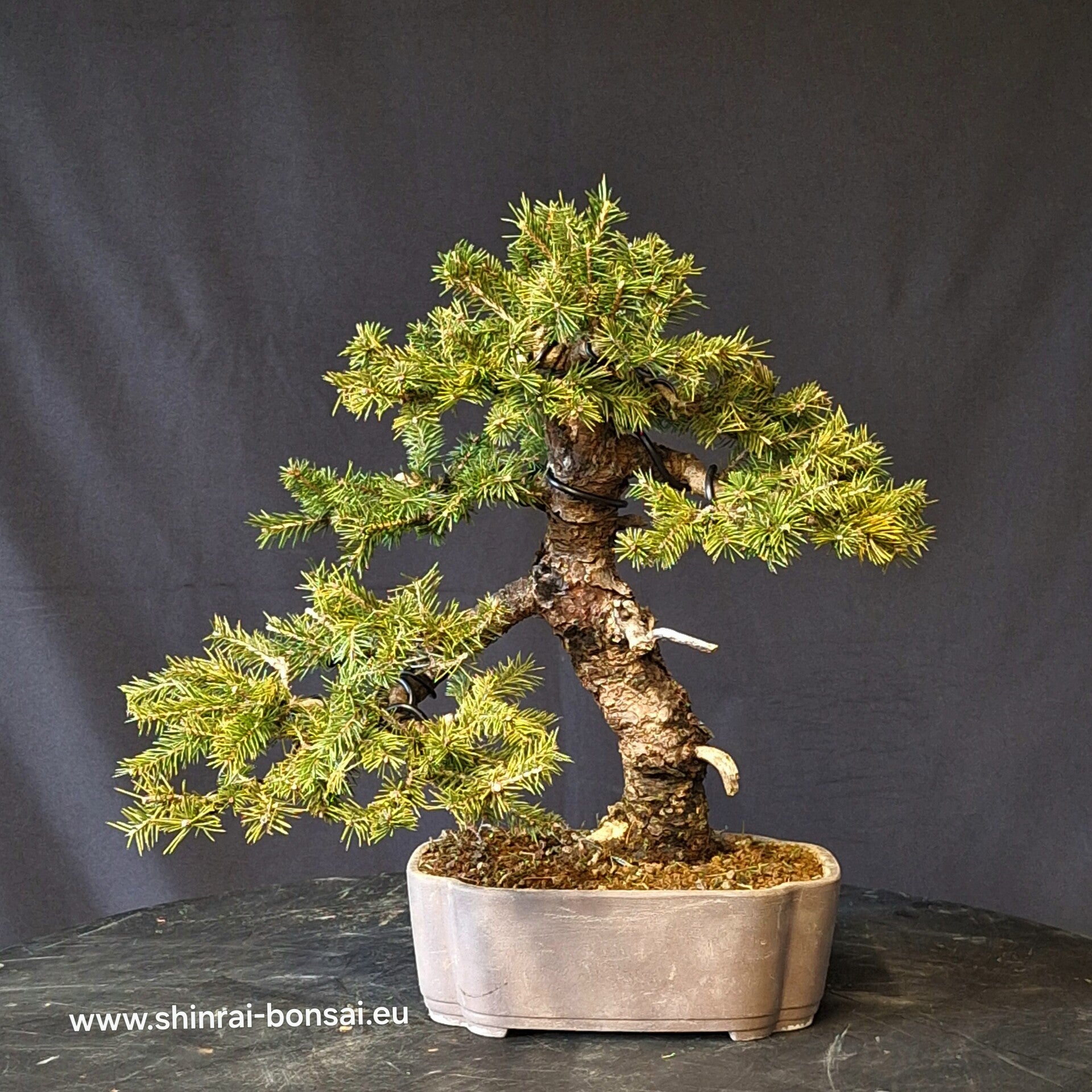 Picea abies