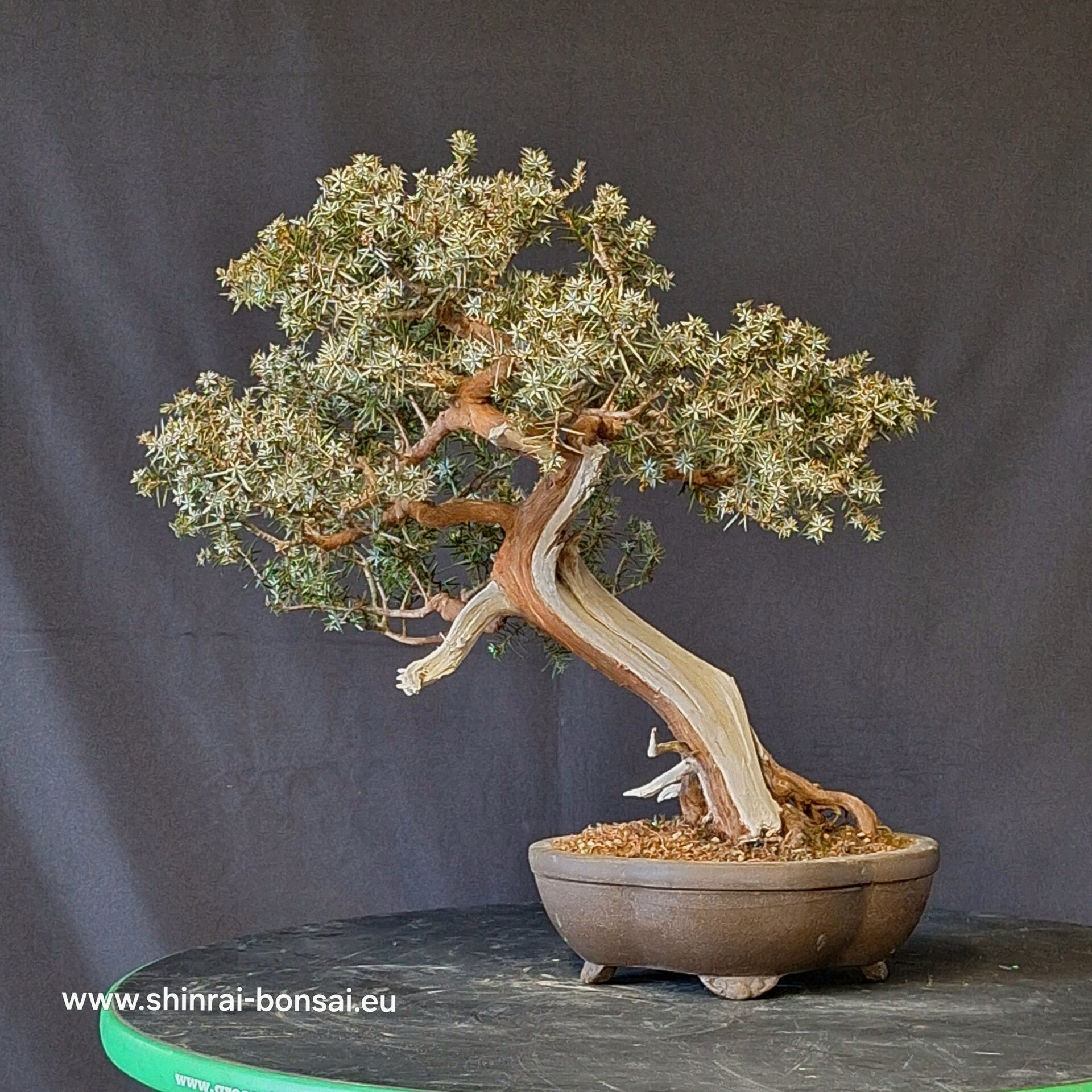 Juniperus communis
